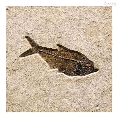 FOSSILIZED EOCENE FISH IN NATURAL TILE