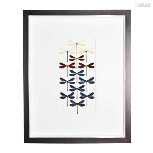 DAMSELFLY INSECT STUDY, FRAMED SHADOWBOX