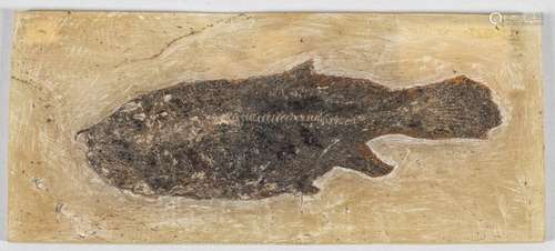 Messel Fossilie Mit der sog. Kunststofftransfermet…