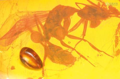 Baltic amber with rarity Rape-ant Myrminicae