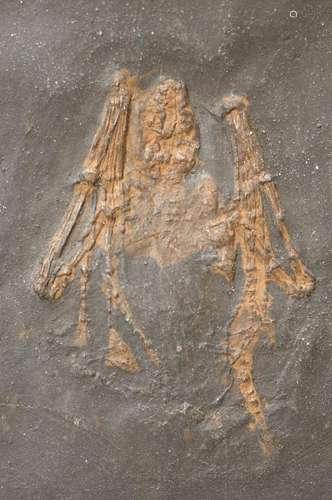 bat 'Paleochiropteryx Tupaidon', cavern Messel