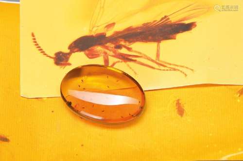 Mexican amber with approx. 20 midges (Sciaridae)