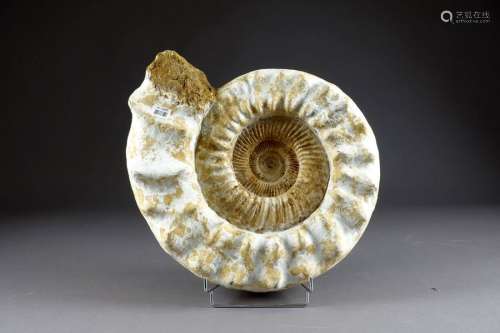 Grande Ammonite de Madagascar, fossilisée. Avec su…