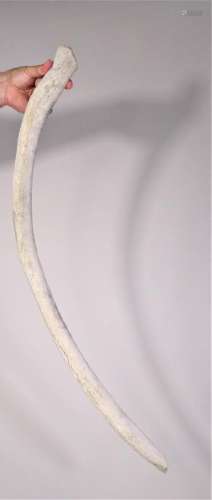 Large Whale Bone