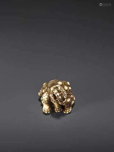 AN EXCELLENT IVORY NETSUKE OF A SNARLING SHISHI