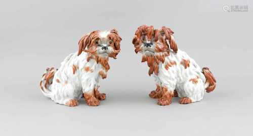 Paar sitzende Bologneser Hunde, Meissen, Marke nach 1934, 1. W., Entwürfe von JohannJoachim