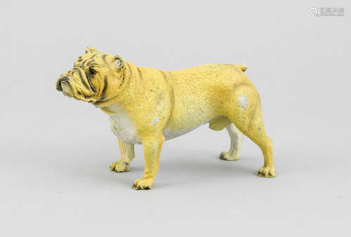 Wiener Bronze, 20. Jh., Bulldogge, polychrom bemalte Bronze, unterseitig bez. 