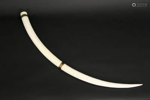 Oude ivoren tand van een bergolifant - lengte : 84 cm - ca 1920 - - old ivory [...]