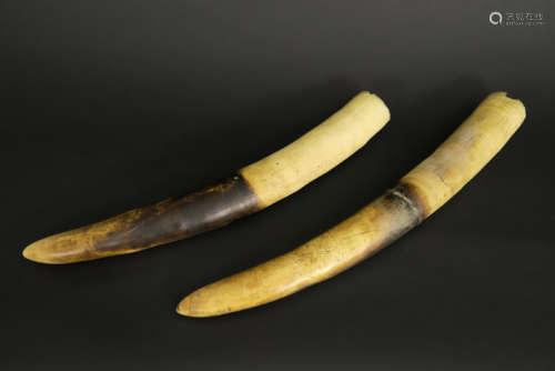 Lot van twee ivoren tanden - lengtes : 54 en 55 cm - ca 1900 - - two old [...]