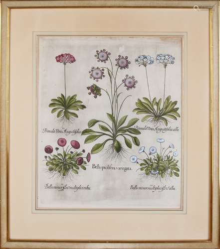 Botanische gravure, 18e eeuw