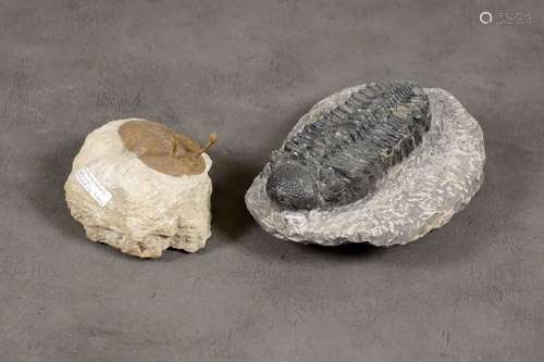 Deux Trilobites fossilisées. Trilobite “Asaphus Ko…