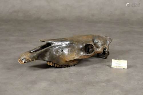 Crâne de Cheval “Equus Caballus“. Quaternaire, env…