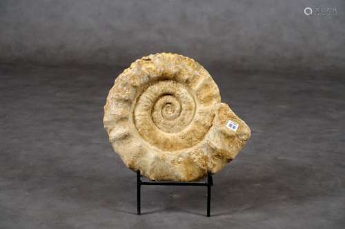 Ammonite fossilisée. Longueur: 40 cm.