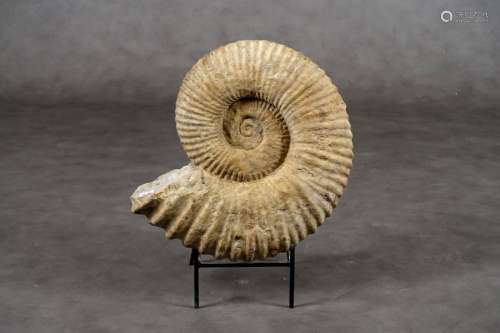 Grande Ammonite fossilisée. Longueur: 47 cm.