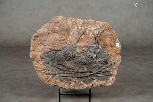 Plaque de Crinoïdes fossilisées. Accumulation de t…