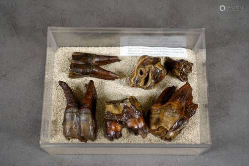 Collection de six Dents fossilisées de Rhinocéros …