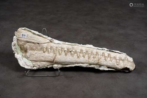 Mâchoire de Crocodile du Nil, fossilisée. Longueur…