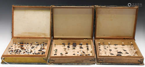 A selection of 19th century taxidermized bugs, contained within three leather-spined boxes of book