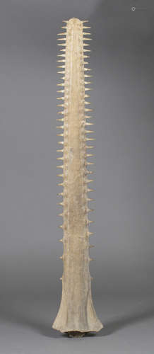 A large sawfish rostrum, length 141cm. Note: an article 10 Cites certificate has been granted to