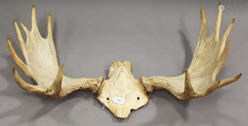 A pair of fourteen point moose antlers, width 93cm.Buyer’s Premium 29.4% (including VAT @ 20%) of