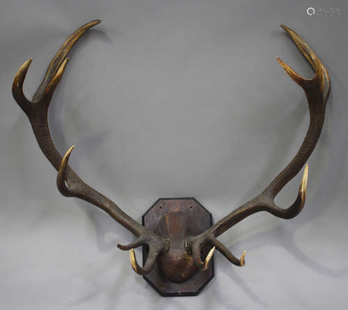 A large pair of twelve point stag antlers, mounted on a wooden plaque, height 95cm.Buyer’s Premium