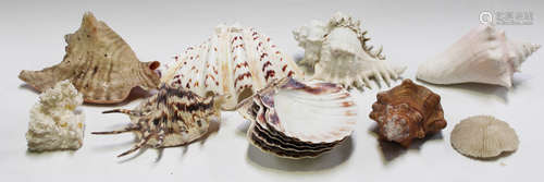 A selection of various seashells, including cowries, cones, conch and corals.Buyer’s Premium 29.