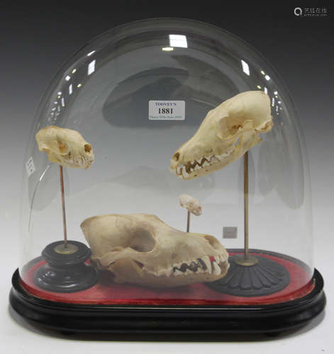 A group of four various mammal skulls, set within a glass display dome (cracked), on an ebonized