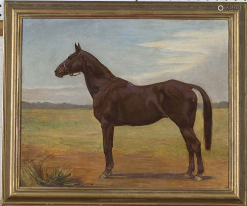 Margaret H. Collyer - 'Talani Hill' (Study of a Racehorse), oil on canvas, signed, titled and