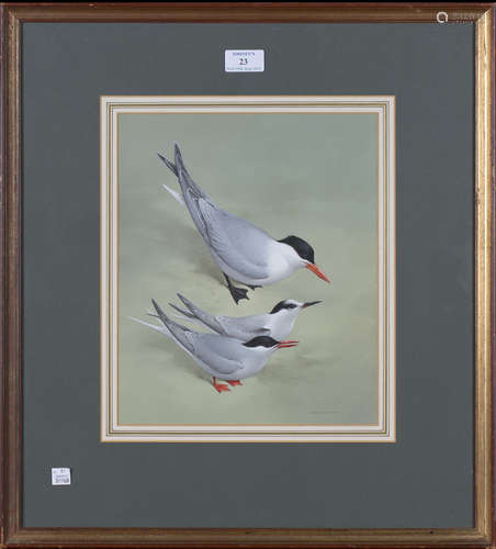 Raymond Watson - 'Arctic Tern & Caspian Tern', 20th century watercolour with gouache, signed