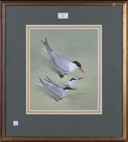 Raymond Watson - 'Arctic Tern & Caspian Tern', 20th century watercolour with gouache, signed