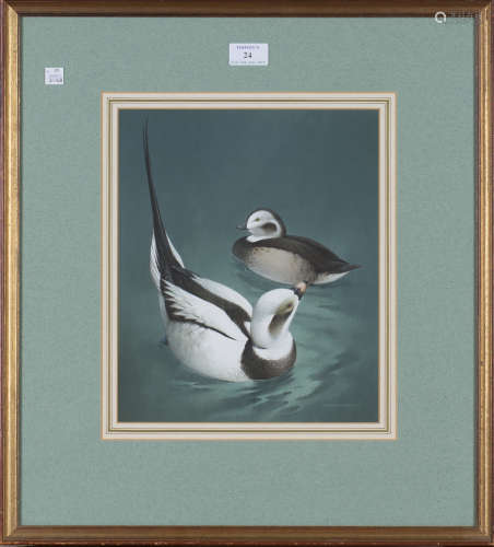 Raymond Watson - 'Long-tailed Duck', 20th century watercolour with gouache, signed recto, titled