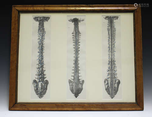 A set of three hand-coloured anatomical engravings, depicting blood vessels of the human spine, 47.