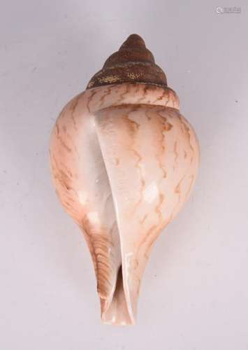 A CONCH SHAPED PORCELAIN DISPLAY