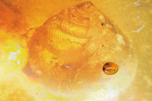 oldest amber of the Cretaceous of Burmese withrarity of