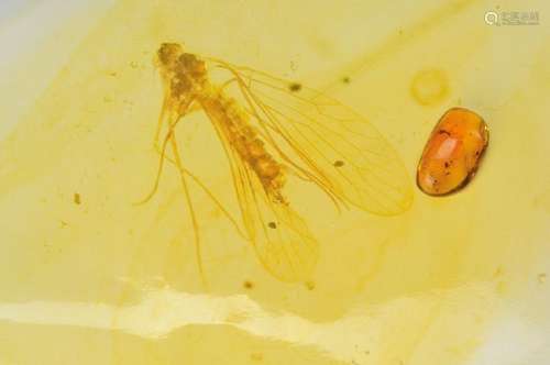 oldest amber of the Cretaceous of Burmese