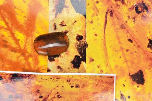 oldest amber of the Cretaceous of Burmese with leaves