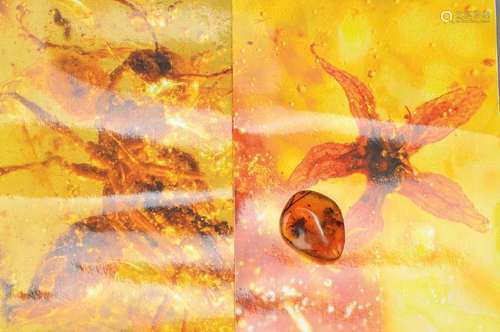 oldest amber of the dinosaurs-period of Burmese with