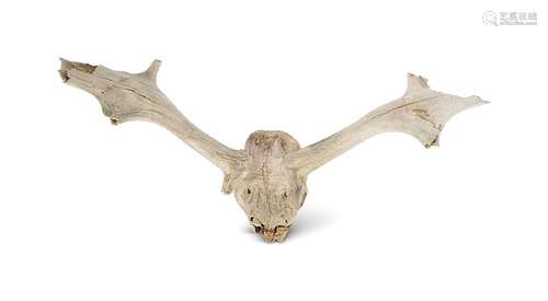 PRE-HISTORIC IRISH ELK ANTLERS