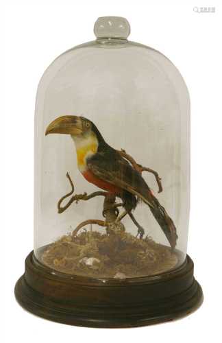 A Victorian stuffed and mounted toucan