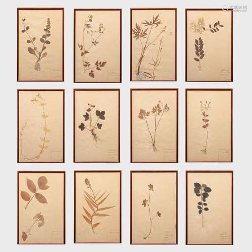 European School: Botanical Specimens