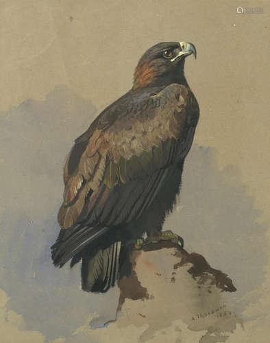 Archibald Thorburn(British, 1860-1935) Golden Eagle