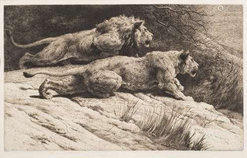 Herbert Dicksee [1862-1942]- Stalking lions,:- etching,