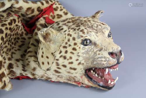 A Taxidermy Leopard Skin and Head Cloak; the cloak typically worn by a drumming band leader