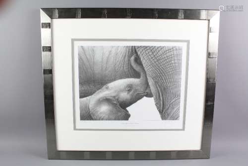 Gary Hodges Wildlife Artist (1954-  ) Limited Edition Print, entitled entitled 'Baby African Elephant Suckling', nr 757/850, signed in the margin, approx 42 x 36 cms, framed and glazed