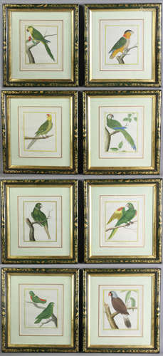 Eight (8) 18th century hand-colored engravings of exotic birds, mostly parrots, six (6) signed '