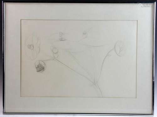 Philip Grausman, Violets, Pencil Drawing