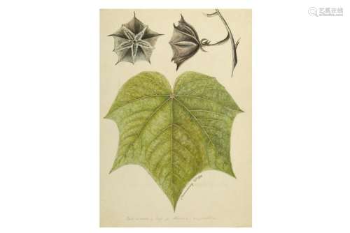 A BOTANICAL PAINTING OF A MAPLE LEAF AND FLOWER
