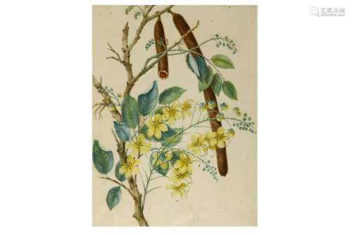 A BOTANICAL PAINTING OF A FLOWERING CASSIA FISTULA OR