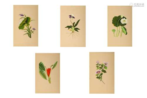 A GROUP OF FIVE INDIAN BOTANICAL PAINTINGS Possibly