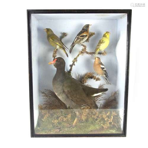 Taxidermy: A study of a group of English birds, late 19th century.